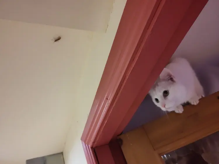 Easóg, a white cat, perched atop an open door, leaning under the doorframe to try and see an insect that is sitting on the ceiling in the opposite room.