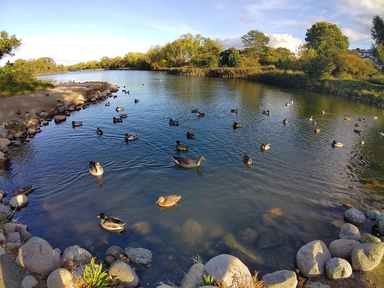 Ducks in lake.