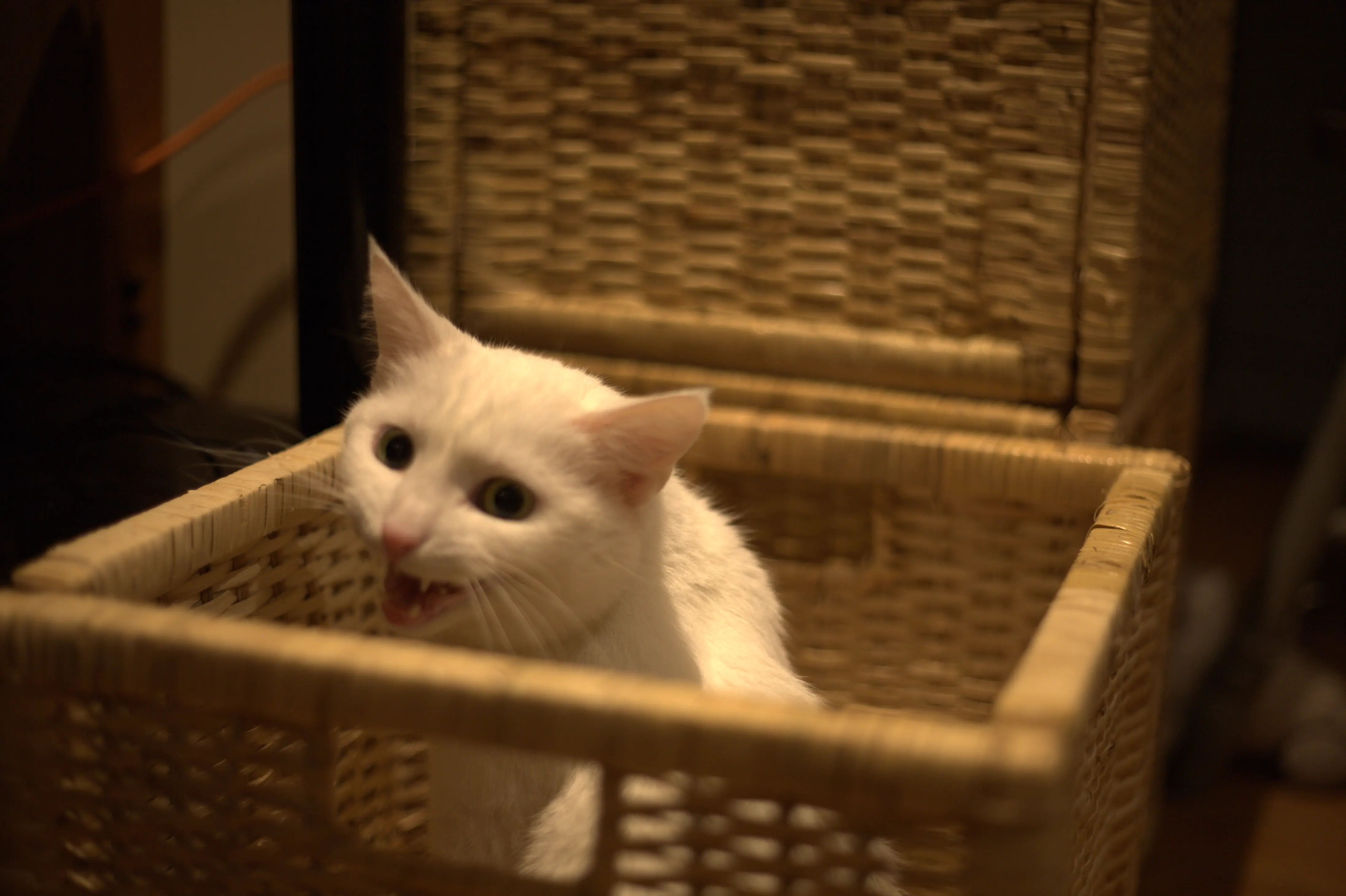 My cat Easóg exploring a wicker box.