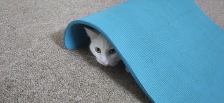 Easóg’s head poking out from under an exercise mat.