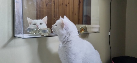 Easóg examining a mirror.