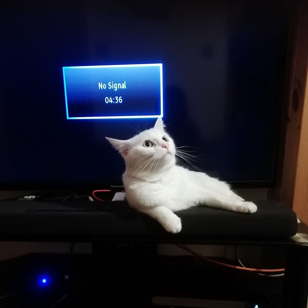 Easóg, a white cat with yellow eyes, staring off into space while a television behind her says “no signal”.