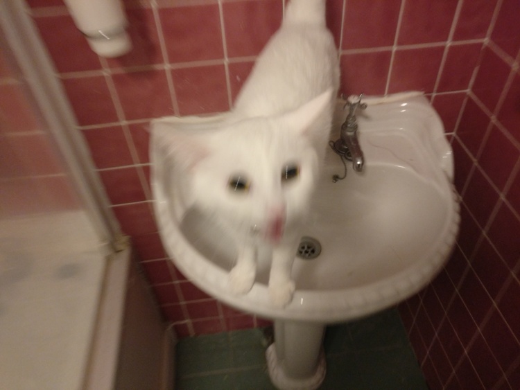 Easóg, standing astride a sink, yelling at the camera, blurry from motion.