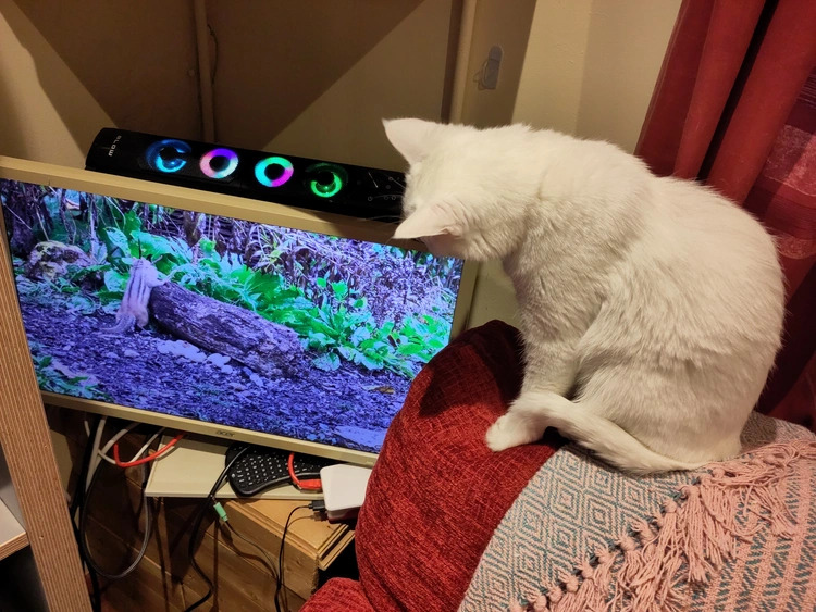 Easóg watching a monitor hooked up to a Raspberry Pi playing a video of a chipmunk.